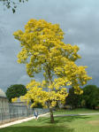 Yellow tree